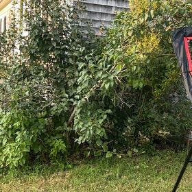 Photo of the plant species Virginia Creeper by @StoutIcarus70 named ChloroPhil on Greg, the plant care app