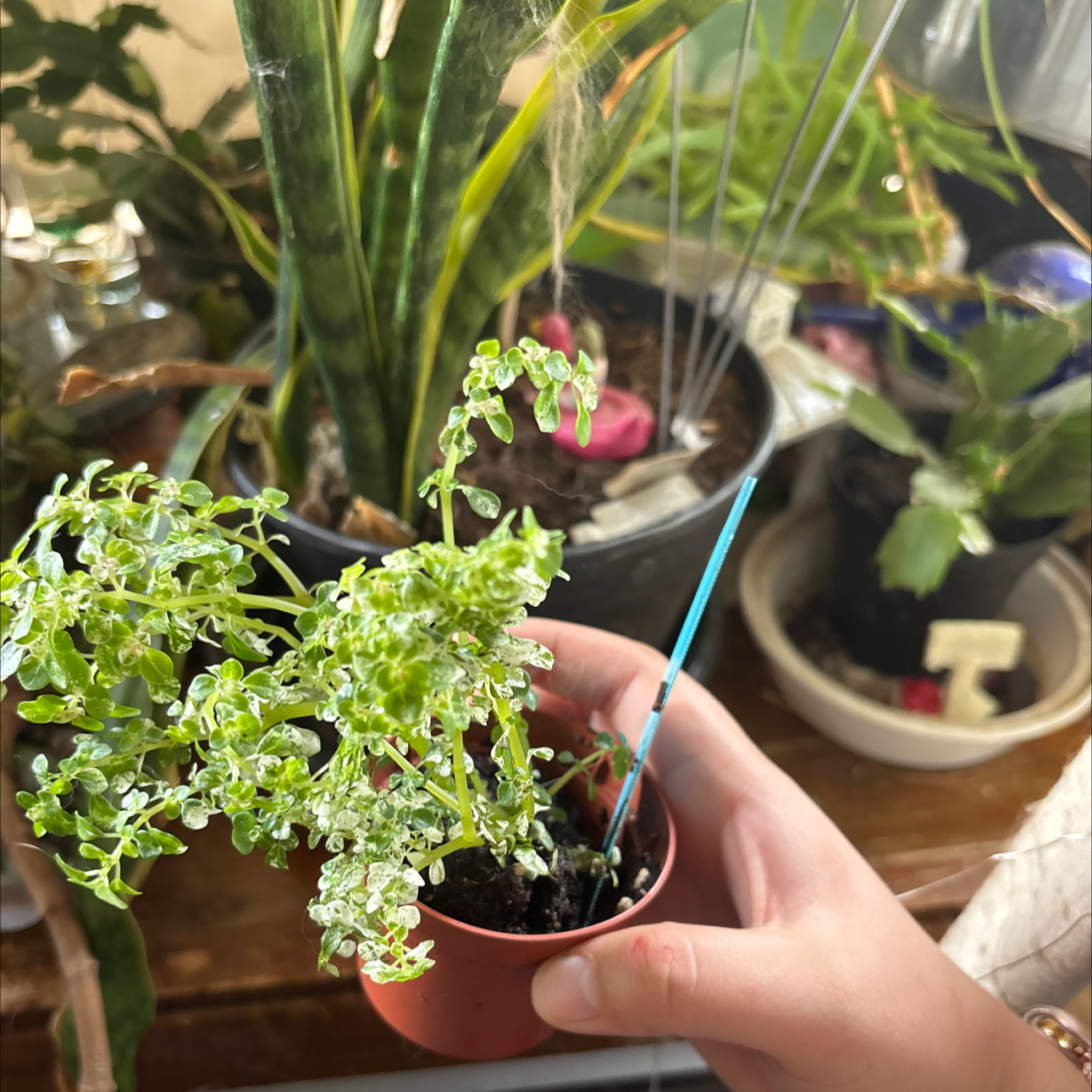 Photo of the plant species artillery plant by @KhoiKhaos named Gaga on Greg, the plant care app