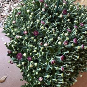 Photo of the plant species Globe Amaranth by @NewMaitake68 named Sir Plancelot on Greg, the plant care app