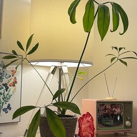Photo of the plant species Thaumatophyllum spruceanum by @NovelSoursop69 named Gaga on Greg, the plant care app