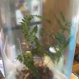 Photo of the plant species Leatherleaf Fern by @NovelSoursop69 named Beyonce on Greg, the plant care app