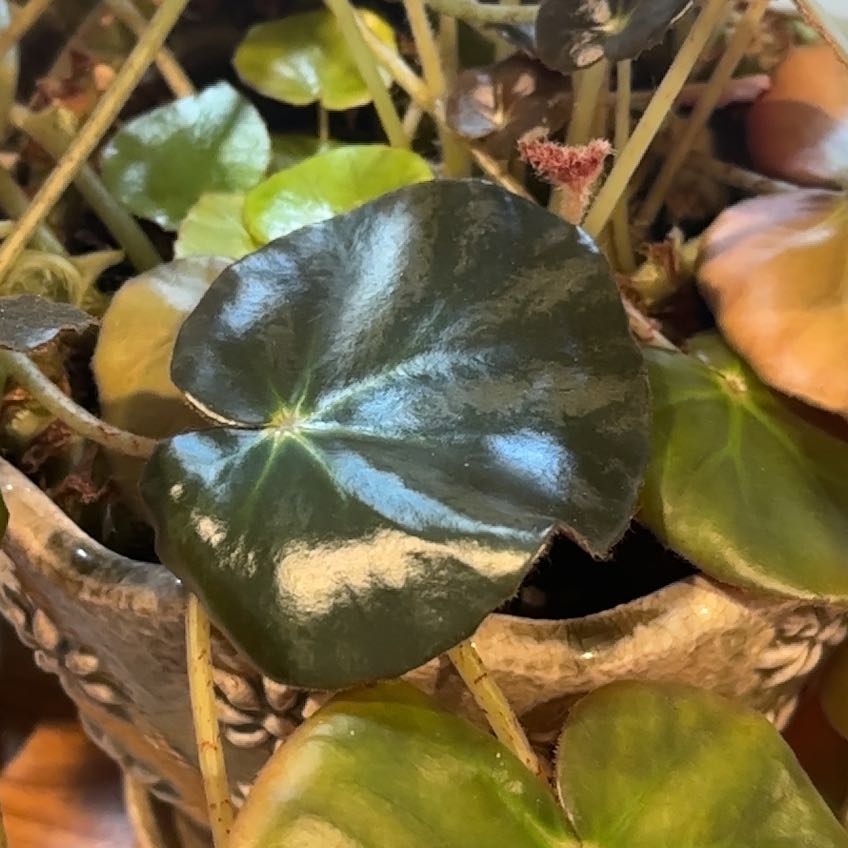 Photo of the plant species Beefsteak Begonia by @NovelSoursop69 named Luna on Greg, the plant care app