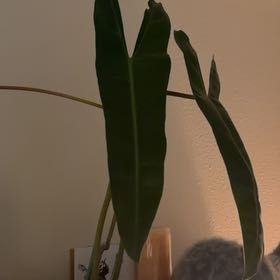 Photo of the plant species Philodendron billietiae by @NovelSoursop69 named Rainier on Greg, the plant care app