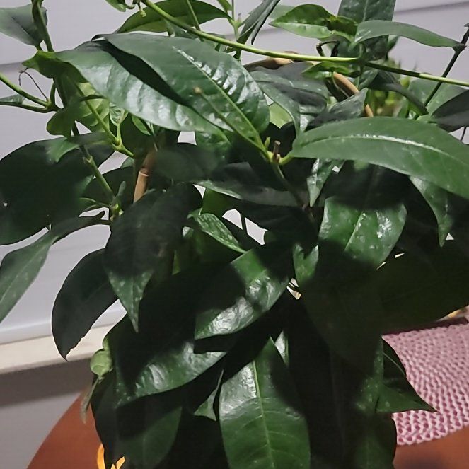 Photo of the plant species Christmas Berry by @SirWoreya58 named Harper on Greg, the plant care app
