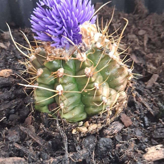 Photo of the plant species Thelocactus hexaedrophorus by @DreamyFuscia named Ronaldo on Greg, the plant care app