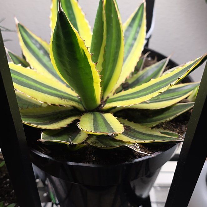 Photo of the plant species Thorn-Crested Century Plant by @FitEndive85 named Gregarious on Greg, the plant care app