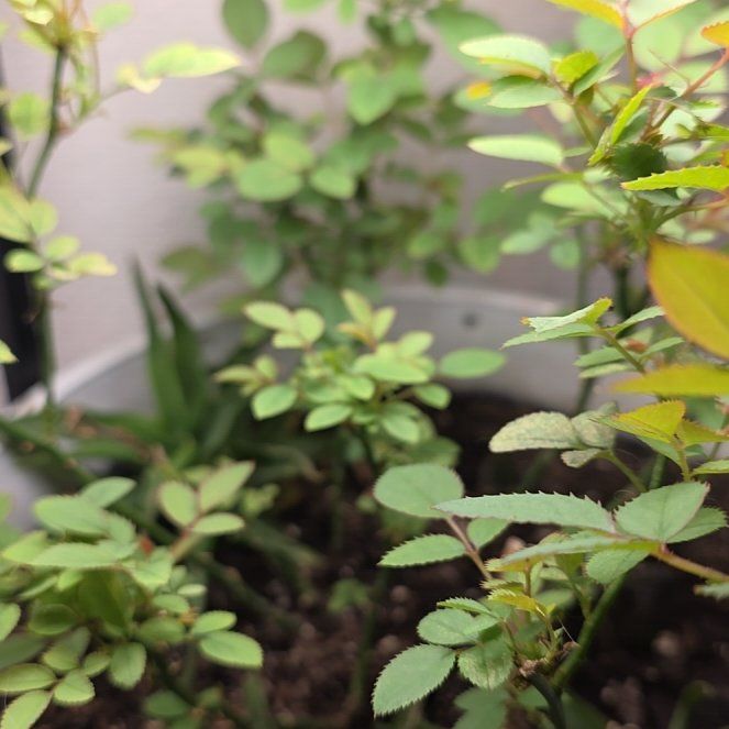 Photo of the plant species Multiflora Rose by @FitEndive85 named Einstein on Greg, the plant care app