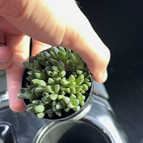 Photo of the plant species Assorted Stomatium by @KeyPepino52 named Ulysses S Plant on Greg, the plant care app