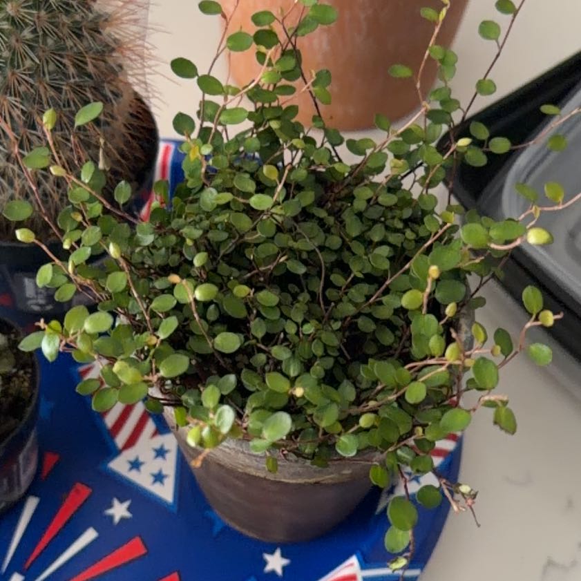 Photo of the plant species Sprawling Wirevine by @ElectricPurei35 named Scarlett on Greg, the plant care app