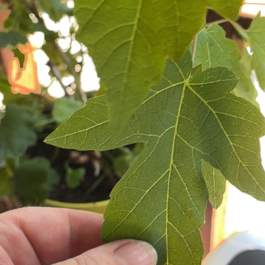 Photo of the plant species Silver Maple by @WorthyTawa67 named Remington on Greg, the plant care app
