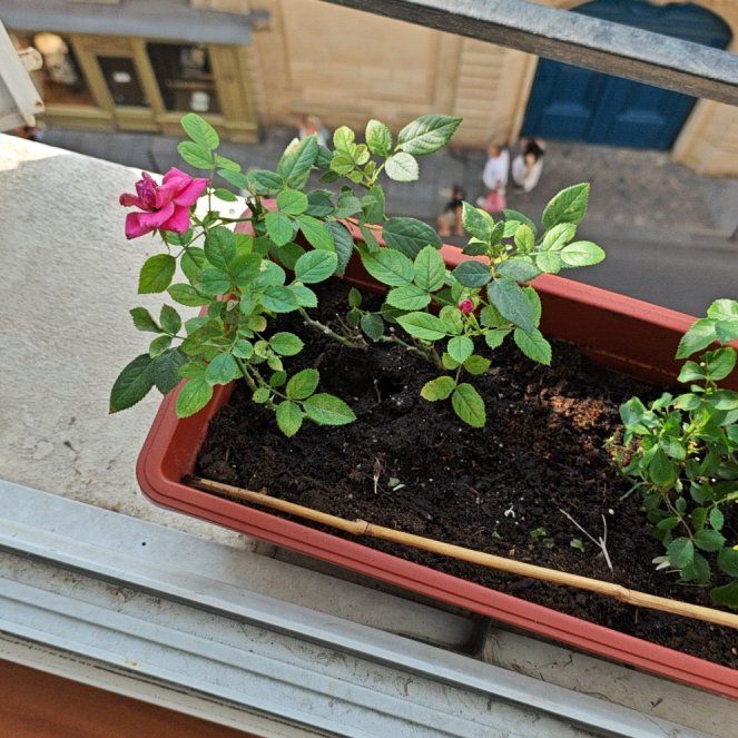 Photo of the plant species Tea Rose by @ProNeslia85 named Kesha on Greg, the plant care app