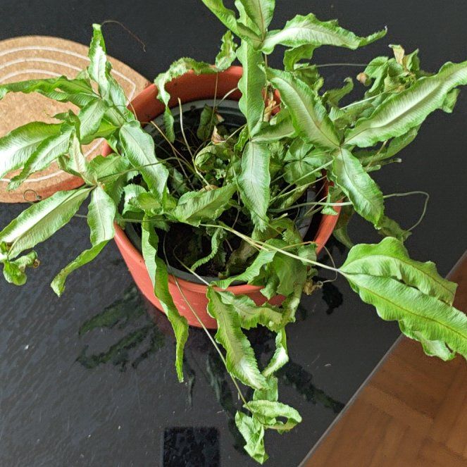 Photo of the plant species Cretan Brake by @ProNeslia85 named Gobi on Greg, the plant care app