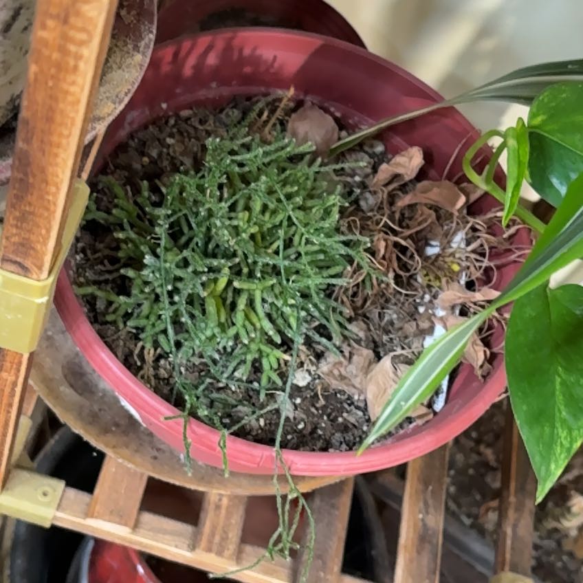 Photo of the plant species Rhipsalis baccifera by @PetHopsage20 named Fernie Mac on Greg, the plant care app