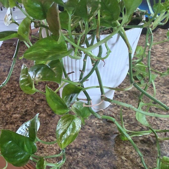 Photo of the plant species Emerald Pothos by @FitCaraway91 named Remington on Greg, the plant care app