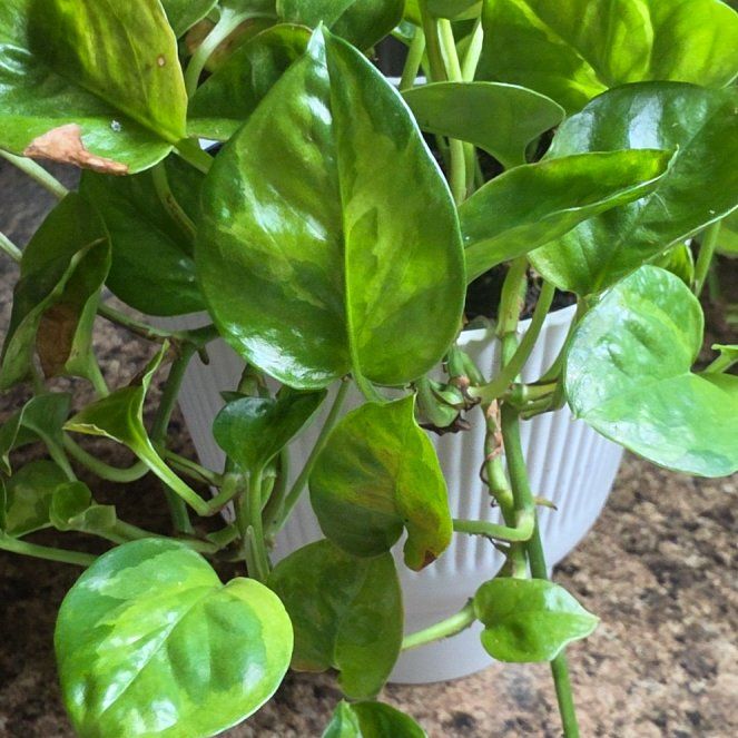 Photo of the plant species Emerald Pothos by @FitCaraway91 named Shakira on Greg, the plant care app