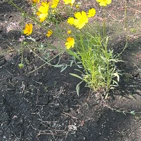 Photo of the plant species Lanceleaf Tickseed by @FunSucc91 named Doja Cat on Greg, the plant care app