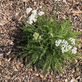 Photo of the plant species Boreal Yarrow by @FunSucc91 named Peter Parker on Greg, the plant care app