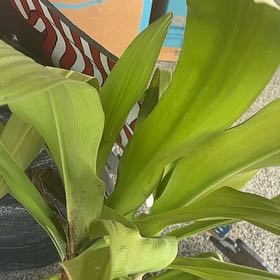 Photo of the plant species Poisonbulb by @EagerHoyajade40 named Leonardo on Greg, the plant care app