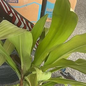 Photo of the plant species Poisonbulb by @EagerHoyajade40 named Curie on Greg, the plant care app