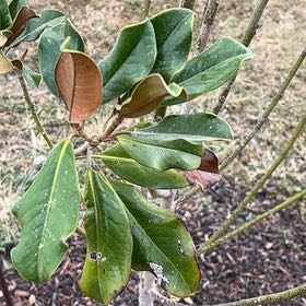 Photo of the plant species Southern Magnolia by @EagerHoyajade40 named Kendall on Greg, the plant care app