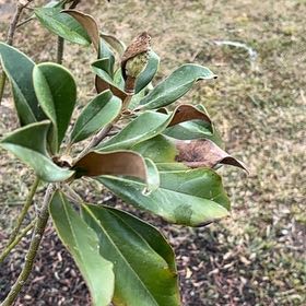 Photo of the plant species Southern Magnolia by @EagerHoyajade40 named Gregarious on Greg, the plant care app