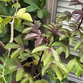 Photo of the plant species Bellyache Bush by @EagerHoyajade40 named Apollo on Greg, the plant care app