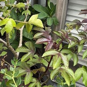 Photo of the plant species Bellyache Bush by @EagerHoyajade40 named Keanu Leaves on Greg, the plant care app