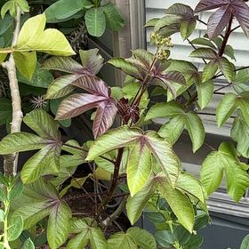 Photo of the plant species Bellyache Bush by @EagerHoyajade40 named Surya on Greg, the plant care app