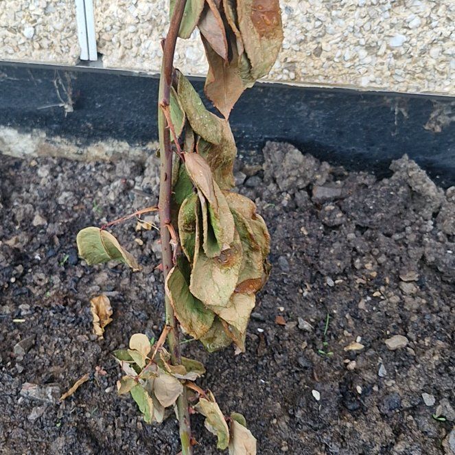 Photo of the plant species Malabar Spinach by @SummeryPawpaw named Gregarious on Greg, the plant care app