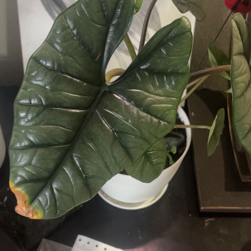 Photo of the plant species Jewel Alocasia by @MyLoIsLo named Dylan on Greg, the plant care app