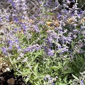 Photo of the plant species Mealycup Sage by @ModelBarley91 named Fernie Mercury on Greg, the plant care app