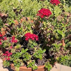 Photo of the plant species Egyptian Starcluster by @ModelBarley91 named Sir Plancelot on Greg, the plant care app