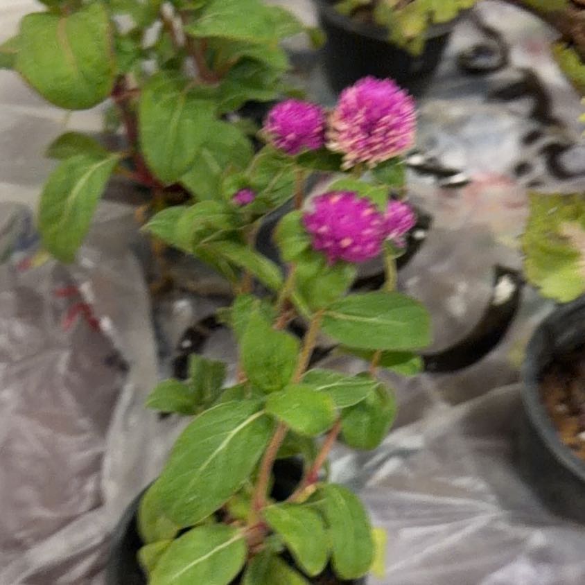 Photo of the plant species Globe Amaranth by @HipCapeivy43 named Fernie Mac on Greg, the plant care app