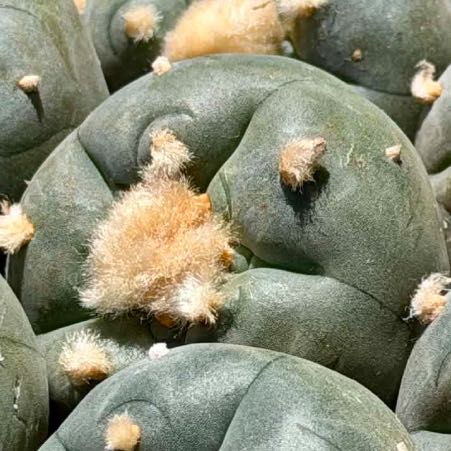 Photo of the plant species Peyote by @ConsonantMoss named Fernie Mac on Greg, the plant care app