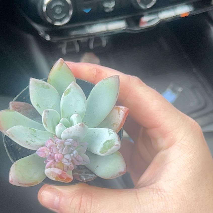 Photo of the plant species Pachyveria 'Powder Puff' by @RestfulTipa33 named Elle on Greg, the plant care app