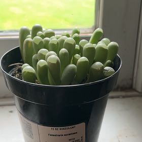 Photo of the plant species Baby Toes by @BestFantasy91 named Sir Plancelot on Greg, the plant care app