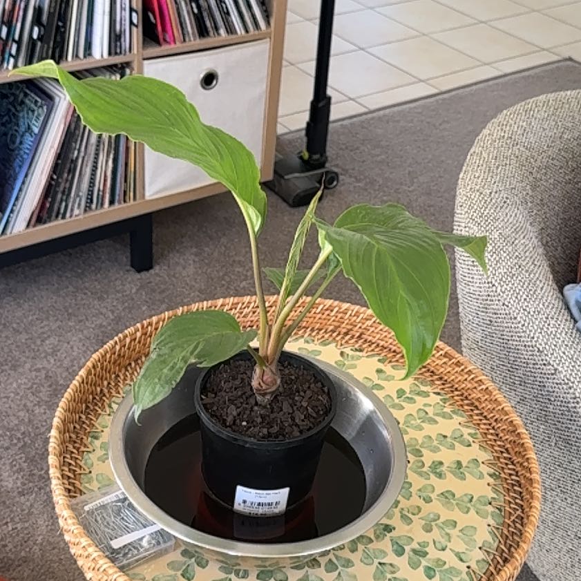 Photo of the plant species Black Bat Flower by @SassyOrchids94 named Taylor Swift on Greg, the plant care app