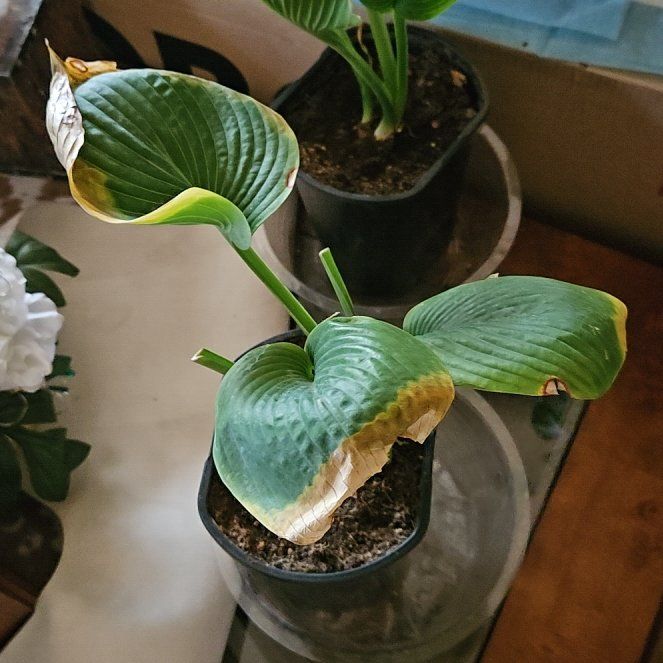 Photo of the plant species Siebold's Plantain Lily by @DaintyOxlip33 named Gregarious on Greg, the plant care app