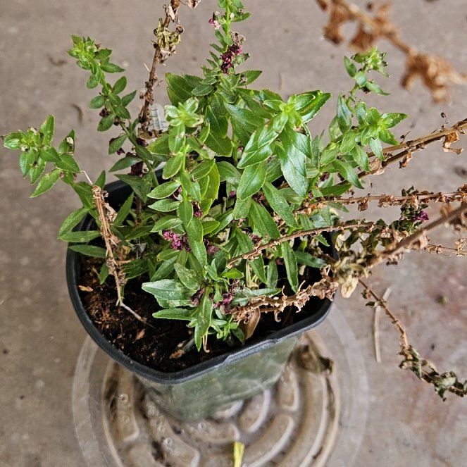 Photo of the plant species Mexican-Heather by @DaintyOxlip33 named Orlando Bloom on Greg, the plant care app