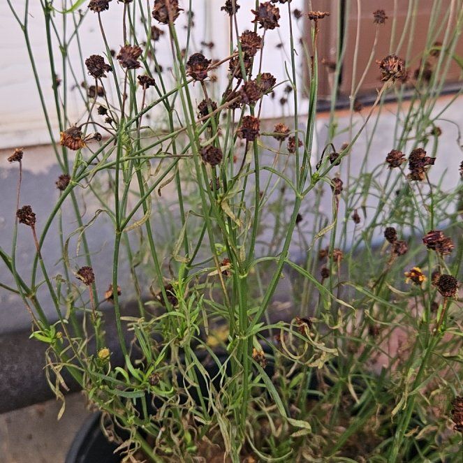 Photo of the plant species Atkinson's Tickseed by @DaintyOxlip33 named Marilyn on Greg, the plant care app