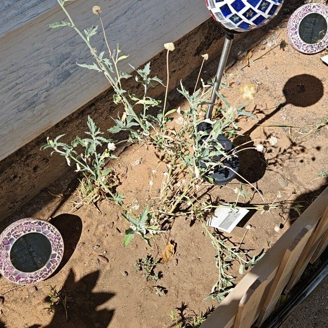 Photo of the plant species Verbesina Encelioides by @DaintyOxlip33 named Taylor Swift on Greg, the plant care app