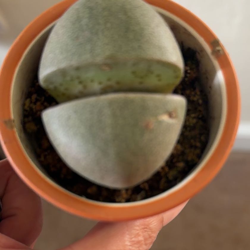 Photo of the plant species Assorted Lithops by @DynamoPepper19 named Cleopatra on Greg, the plant care app