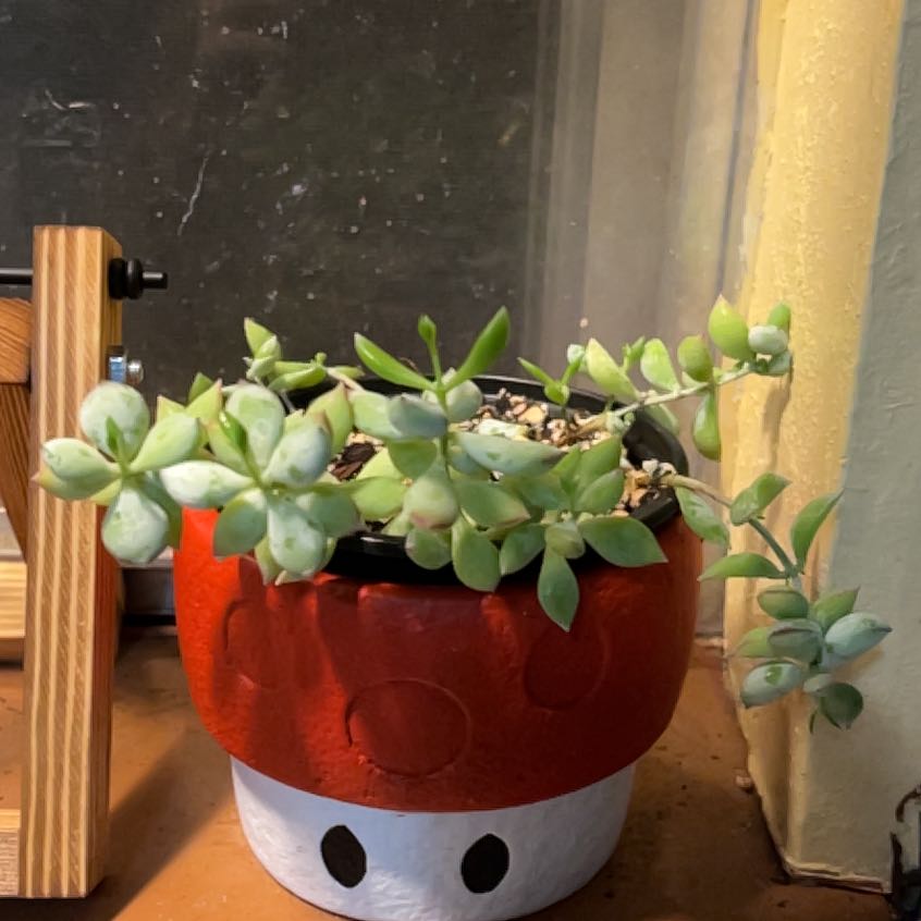 Photo of the plant species Cliff Cotyledon by @ProLentil14 named James Dean on Greg, the plant care app