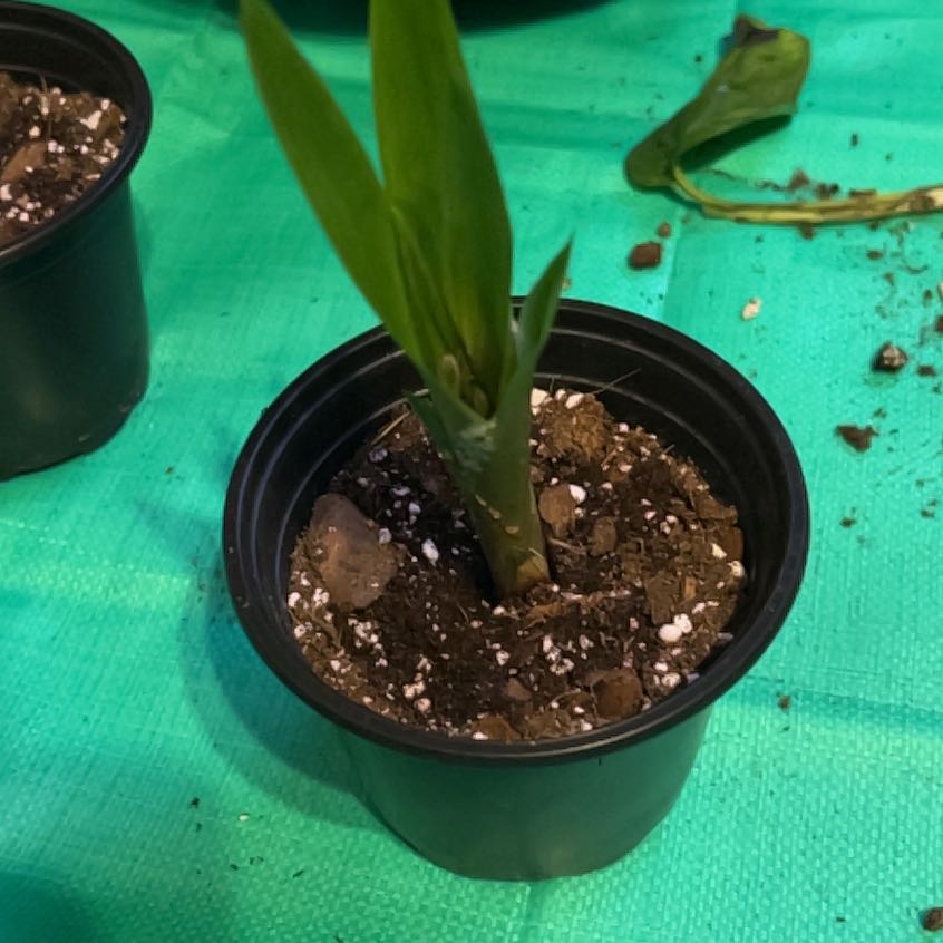 Photo of the plant species Guzmania Bromeliad by @ProLentil14 named Remington on Greg, the plant care app