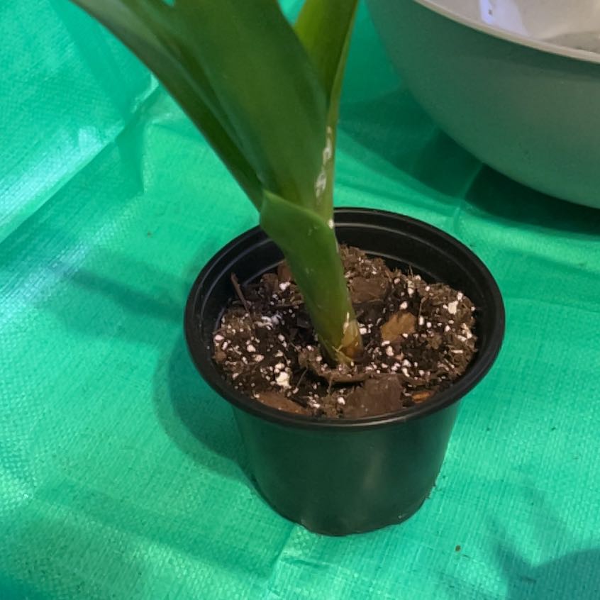 Photo of the plant species Guzmania Bromeliad by @ProLentil14 named Forrest on Greg, the plant care app