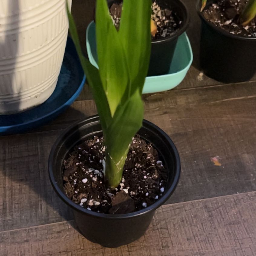 Photo of the plant species Guzmania Bromeliad by @ProLentil14 named Gomez on Greg, the plant care app
