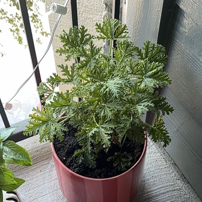 Photo of the plant species Citronella (anti-mosquito plant) by @ZarfAdelinia9 named Tupot amaroot on Greg, the plant care app