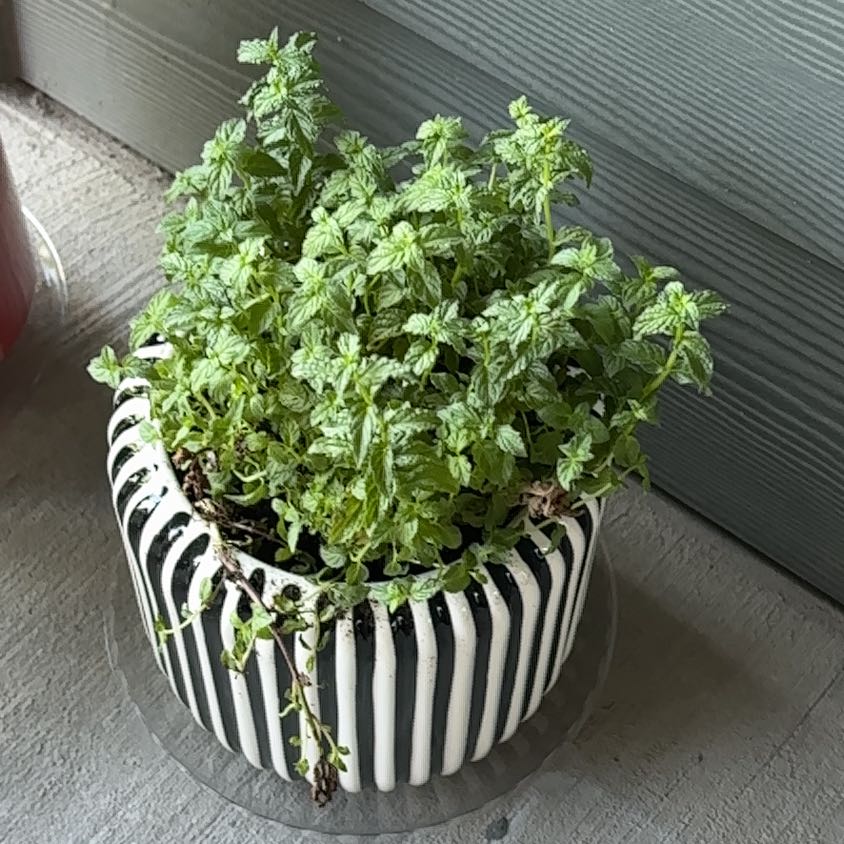 Photo of the plant species Peppermint by @ZarfAdelinia9 named Pax on Greg, the plant care app