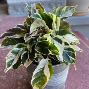 Calathea 'White Fusion' plant photo by @eagle named Sylvie on Greg, the plant care app.
