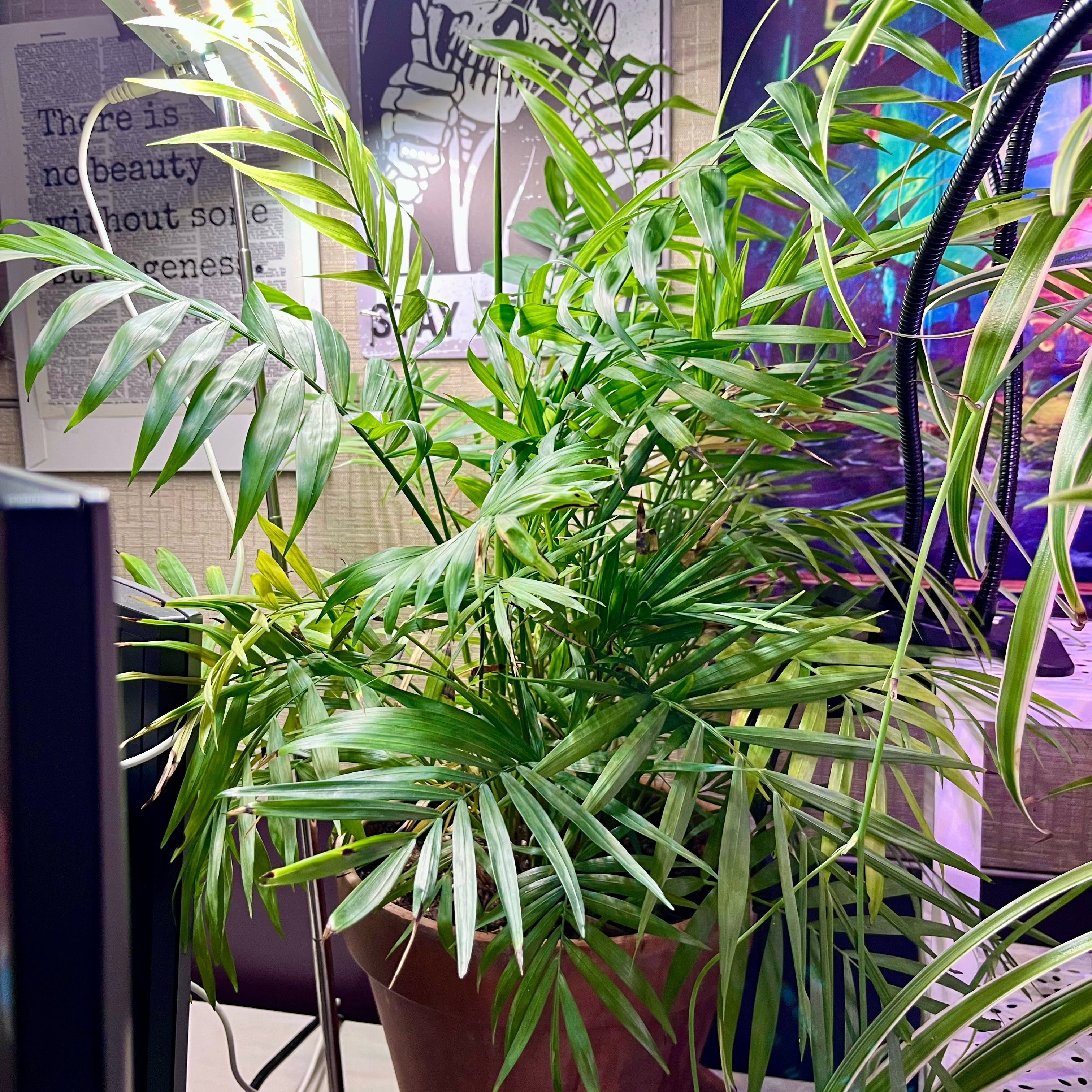 Parlour Palm plant photo by @eagle named Arturo (work) on Greg, the plant care app.